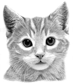 Pencil Drawings Of Animal Eyes 1255 Best Pencil Art Drawings Images In 2019 Pencil Art Design