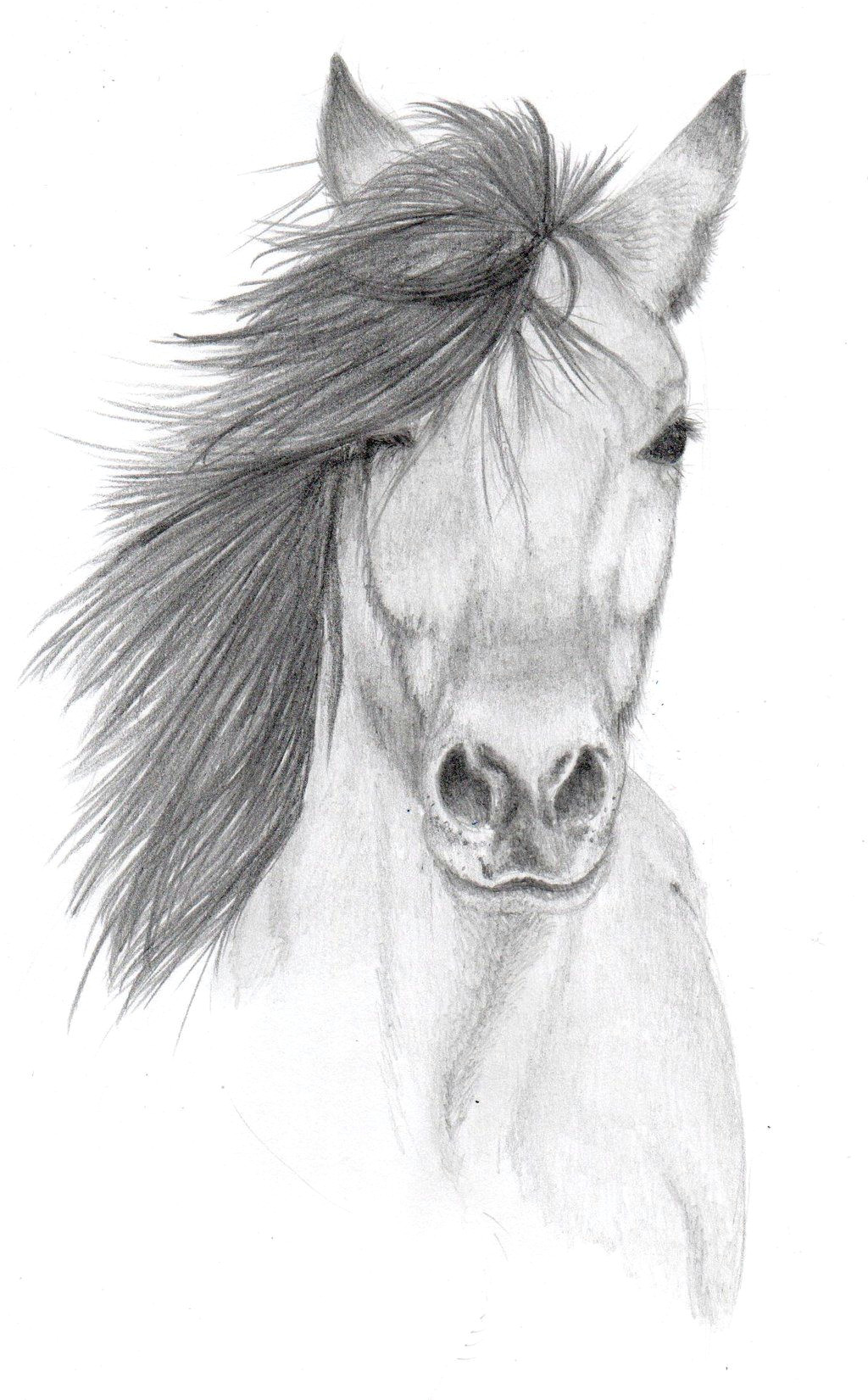 Pencil Drawings Of Animal Eyes Pencil Sketches Of Animals Horse Pencil Sketch by Vulpes Corsac