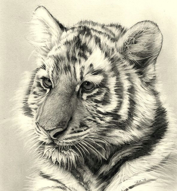Pencil Drawings Of Animal Eyes Tiger Cub Pencil Drawing Cool Art Pencil Drawings Drawings
