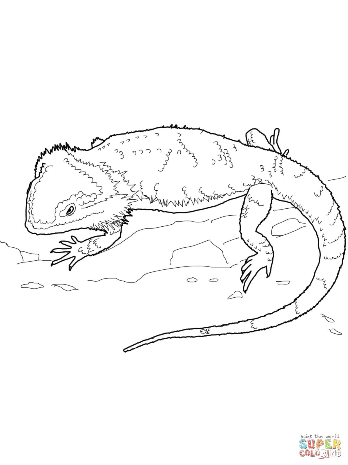 Pencil Drawings Of Bearded Dragons Bearded Dragon Coloring Pages Dragon Dragon Coloring Page