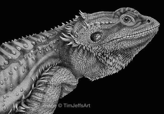 Pencil Drawings Of Bearded Dragons Bearded Dragon Ink Drawing In 2019 Products Pinterest Drawings