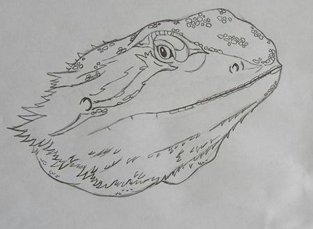 Pencil Drawings Of Bearded Dragons Bearded Dragon Sketch 1 by Gypsymelle On Deviantart