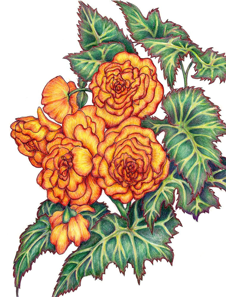 Pencil Drawings Of Flower Gardens Colored Pencil Drawing Of Begonias From A Friend S Garden Ilga S