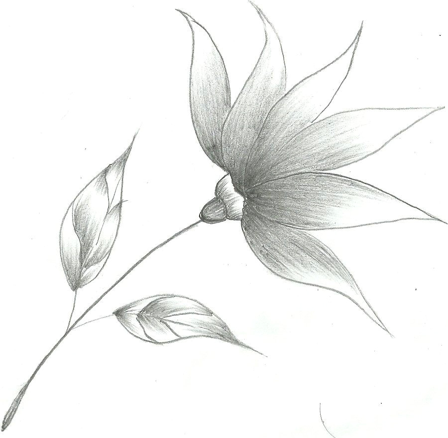 Pencil Drawings Of Flower Gardens Flower Drawings Flower Sketch by Mubibuddy On Deviantart Art