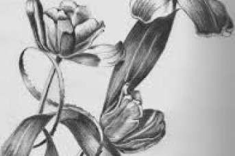 Pencil Drawings Of Flower Vases 25 Fancy Draw A Flower Helpsite Us