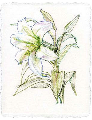 Pencil Drawings Of Lily Flowers Lily Flowers Drawings Lily Flower Drawing Rating 4 5 Reviewer