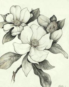 Pencil Drawings Of Magnolia Flowers 191 Best Flower Sketch Images Drawing Flowers Flower Designs