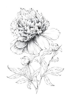 Pencil Drawings Of Magnolia Flowers 3274 Best Art Drawing Flowers Images In 2019 Colouring Pencils