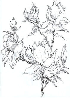 Pencil Drawings Of Magnolia Flowers 72 Best Flowering Magnolia Tree Stencil Images Magnolia Trees