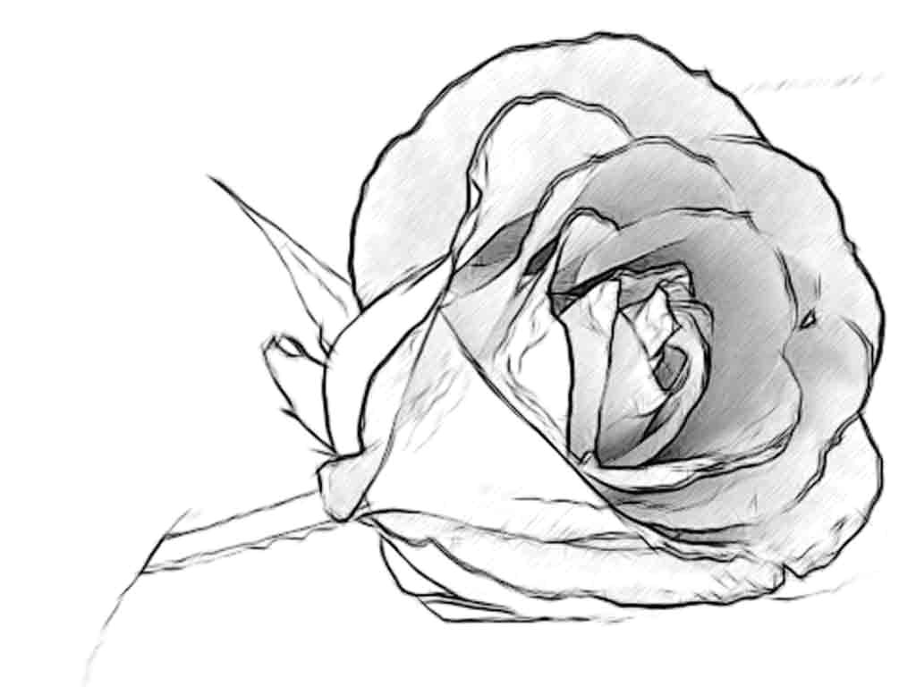 Pencil Drawings Of Roses Step by Step Rose Drawing Pencil at Getdrawings Com Free for Personal Use Rose