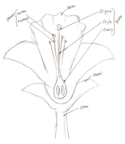 Pencil Drawings Of Roses Step by Step Rose Drawing Pencil at Getdrawings Com Free for Personal Use Rose