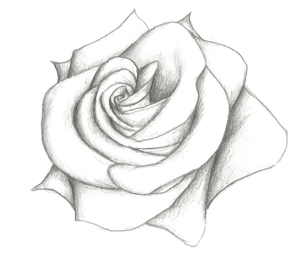 Pencil Drawings Of Roses Step by Step Rose Flower Drawing Step Step at Getdrawings Com Free for Personal