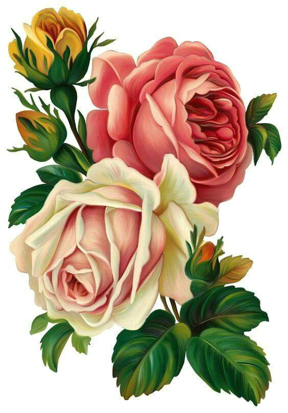 Picture Of A Drawing Of A Rose Drawing Roses Mttech Draw