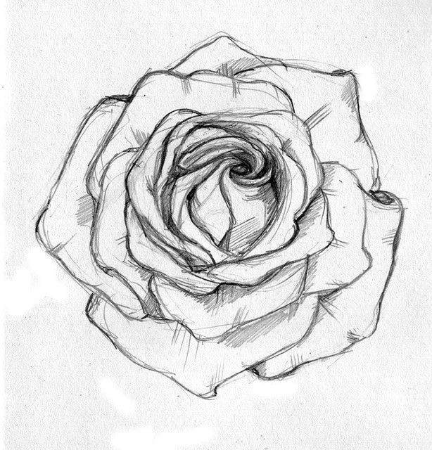 Picture Of A Drawing Of A Rose Rose Sketch Ahmet A Am Illustrator Drawings Rose Sketch Sketches