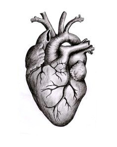 Picture Of A Real Heart Drawing 1596 Best Anatomical Heart Images Anatomical Heart Human Heart
