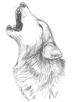 Pictures Of A Drawing Of A Wolf 202 Best Wolf Sketch Images In 2019 Drawing Techniques Animal