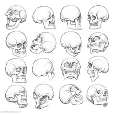 Practice Drawing Skulls 48 Best Scull Drawing Images Anatomy Reference Anatomy Study
