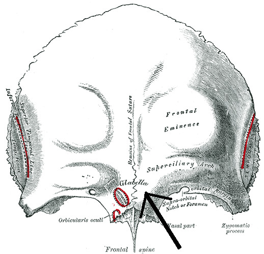 Q Significa Drawings En Ingles Glabella Wikipedia