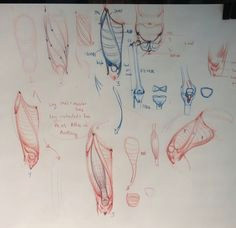 Quad Drawing Easy 211 Best Anatomy Legs Feet Images In 2019 Anatomy Drawing Anatomy