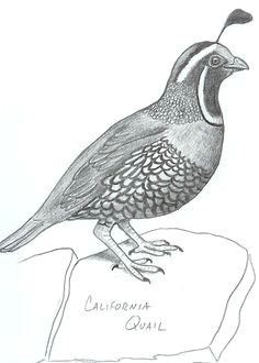 Quail Drawing Easy 23 Best Quail Drawings Images Quails Birds Exotic Birds