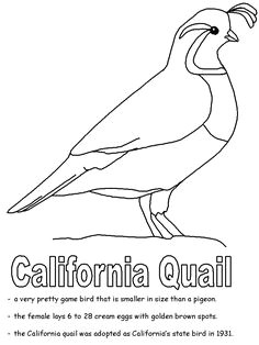 Quail Drawing Easy 79 Best California Quail Images Quails Bird Art Quail