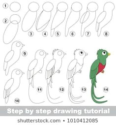 Quetzal Drawing Easy 235 Best Drawing Images
