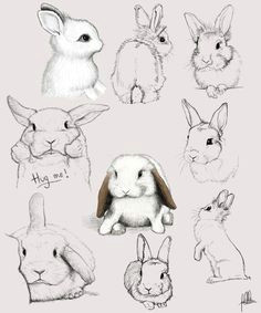 Rabbit Drawing Tumblr 452 Best Rabbit Illustration Images Drawings Rabbits Animal Drawings