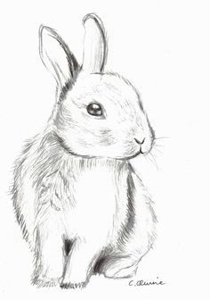 Rabbit Drawing Tumblr 71 Best Tyw Picture Book Images