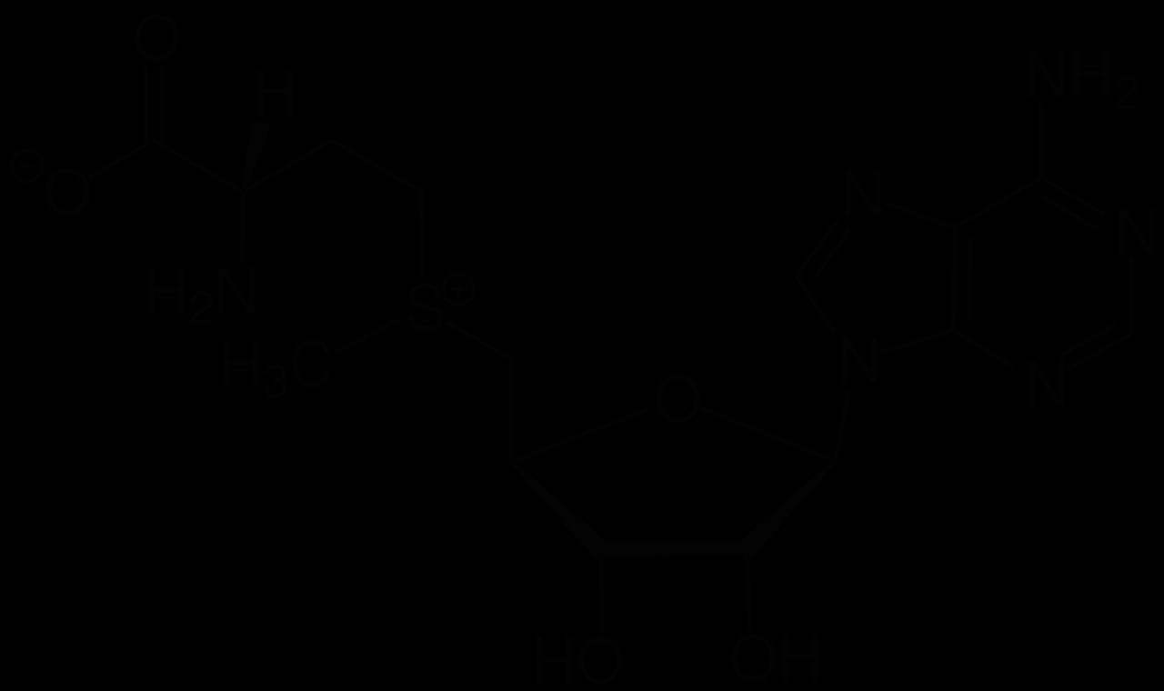 S Drawing Text Datei S Adenosyl Methionine Structural formula V1 Svg Wikipedia