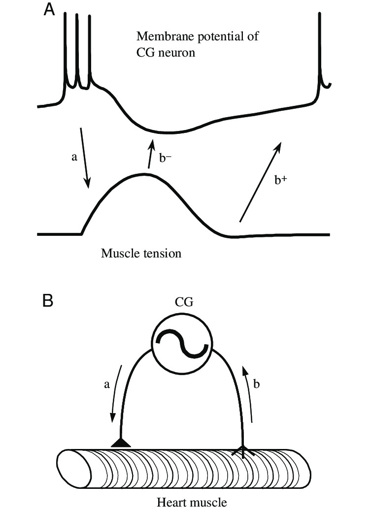 Scientific Drawing Of A Heart Interaction Between the Cardiac Ganglion Cg Neurons and the Heart