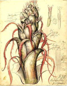 Scientific Drawing Of A Rose 140 Best Nhi101x Drawing Nature Science and Culture Images