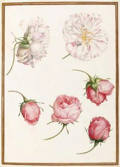 Scientific Drawing Of A Rose 647 Best Scientific Illustrations Images Botanical Drawings