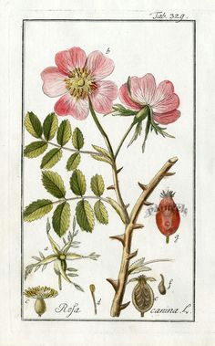 Scientific Drawing Of A Rose 647 Best Scientific Illustrations Images Botanical Drawings