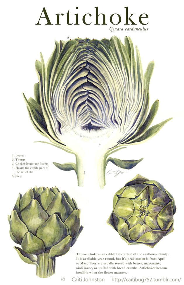 Scientific Drawing Of A Rose Scientific Illustration Artichoke Natural Curiosities Pinterest