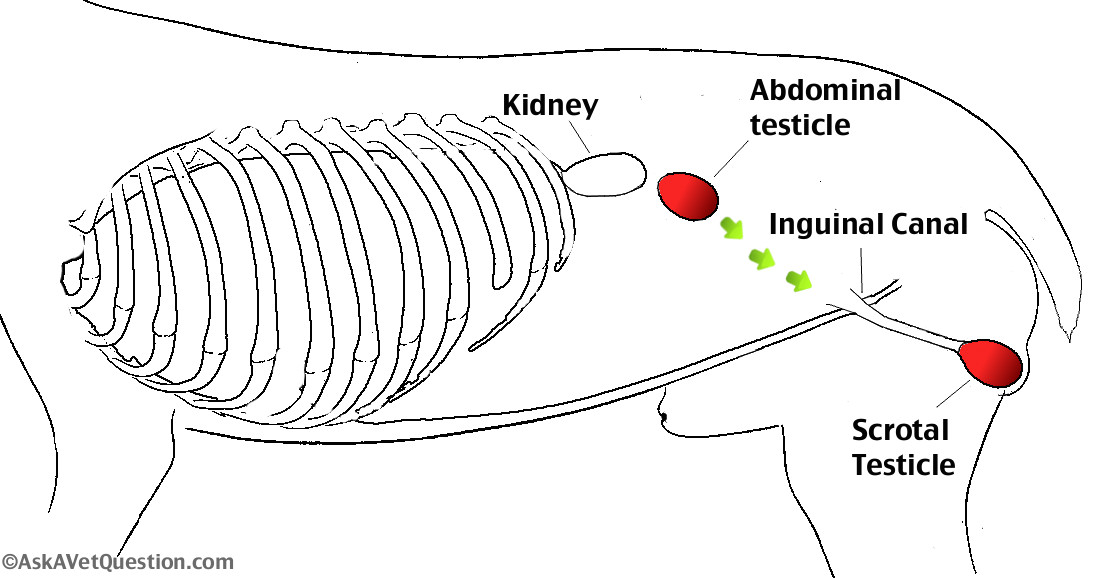 Secret Drawing Dogs Cryptorchidism In Dogs Undescended Testes Will the Hidden