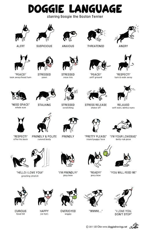 Secret Drawing Dogs Doggie Drawing On Positive Reinforcement Maltese Dogs forum