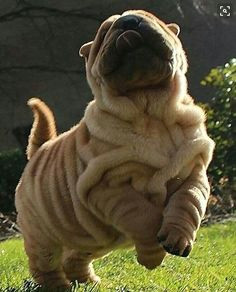 Sharpei Dog Drawing 35 Best Pei Love Images Doggies Shar Pei Puppies Cute Baby Dogs