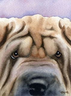 Sharpei Dog Drawing 46 Best Shar Pei Clipart Images Shar Pei Dog Breeds Dog Shar Pei