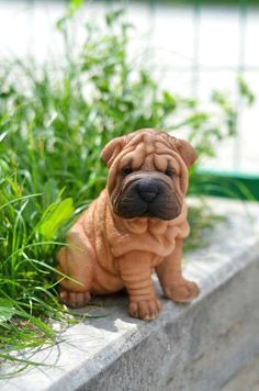 Sharpei Dog Drawing 46 Best Shar Pei Clipart Images Shar Pei Dog Breeds Dog Shar Pei