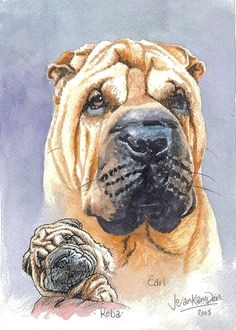 Sharpei Dog Drawing 46 Best Shar Pei Clipart Images Shar Pei Dog Breeds Dog Shar Pei
