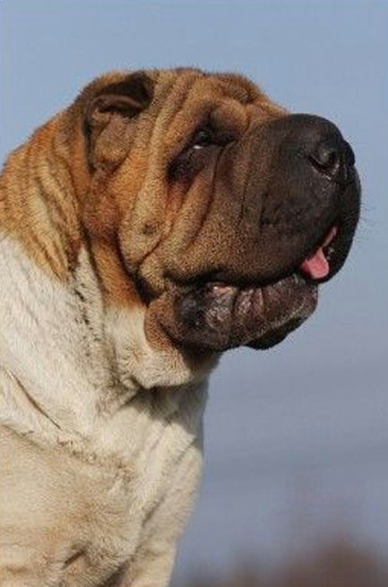 Sharpei Dog Drawing Babu Od Stra Skeho Dubu Shar Pei Pinterest Shar Pei