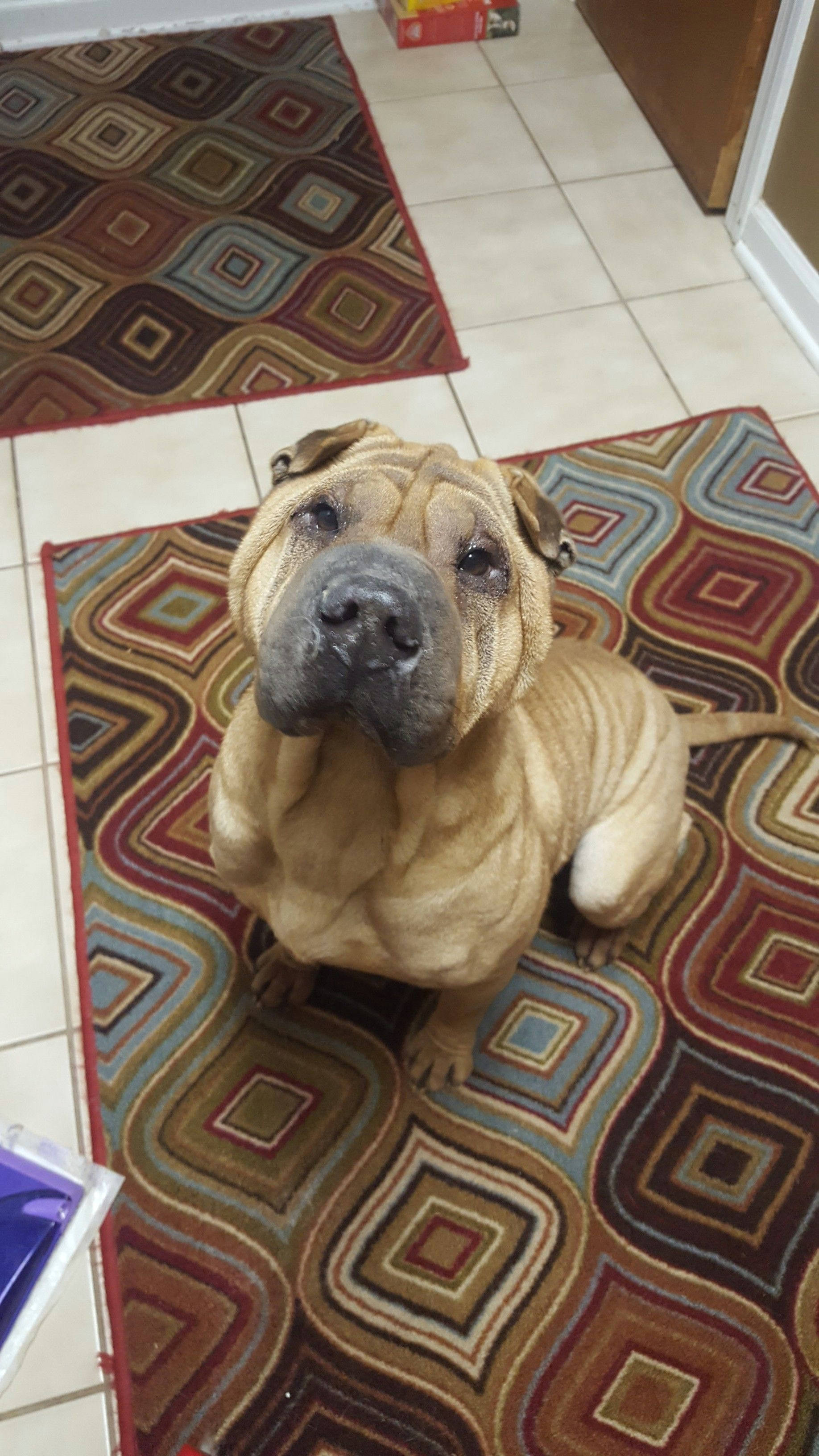 Sharpei Dog Drawing Chinese Shar Pei Dog for Adoption In Fairlawn Oh Adn 809389 On