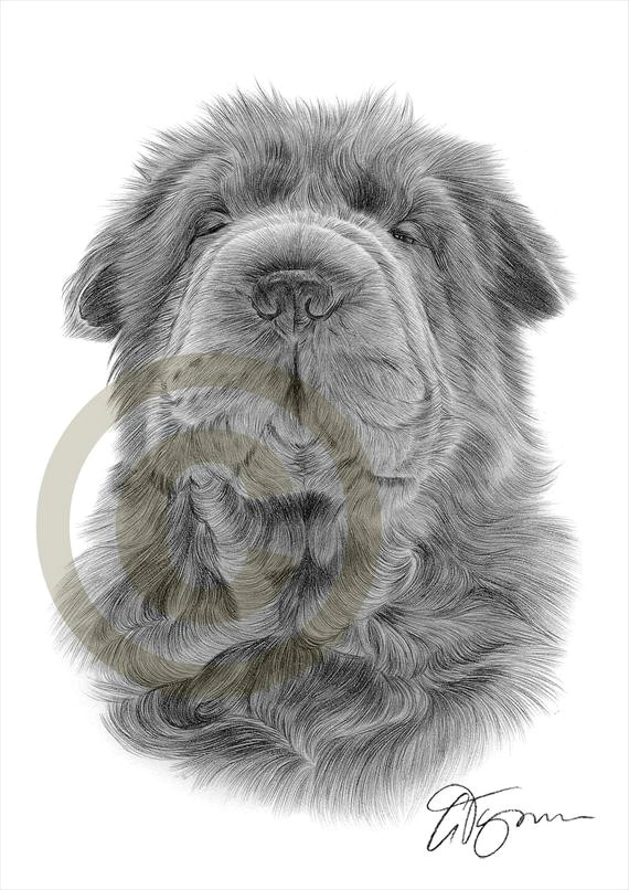 Sharpei Dog Drawing Shar Pei Dog Art Pencil Drawing Print Artwork Signed by Etsy