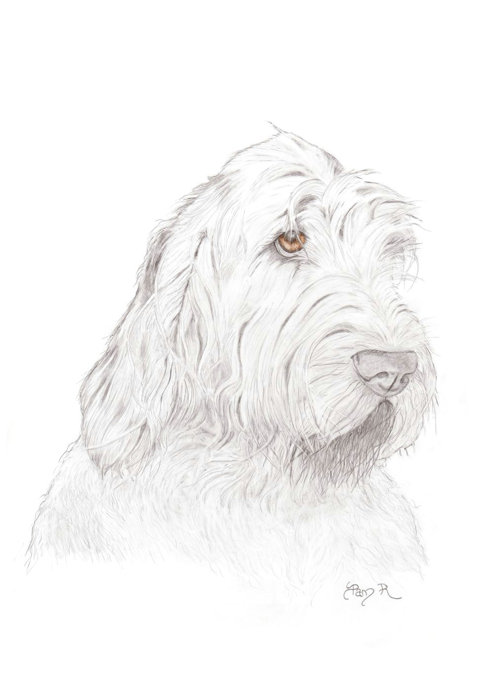 Sheepdog Drawing Lola by Pam Rundle Spinone Drawings Art Art Drawings