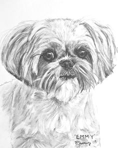 Shih Tzu Dog Drawing 317 Best Shih Tzu Images In 2019 Shih Tzus Cut Animals Dog Cat