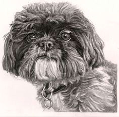 Shih Tzu Dog Drawing 8 Best Dog Drawings Images Color Pencil Drawings Dog Drawings