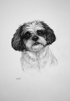 Shih Tzu Dog Drawing 83 Best Moose Images In 2019