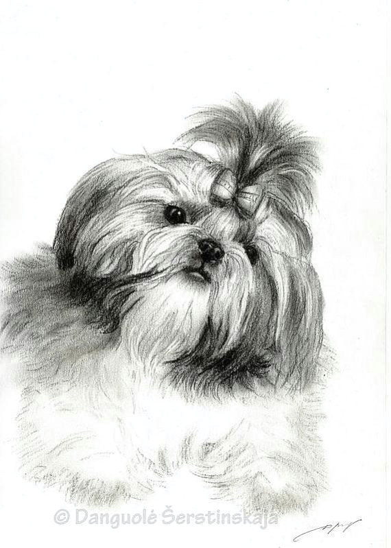 Shih Tzu Dog Drawing A A Doge A A A O A A A C O O Pinterest Shih Tzu Dogs