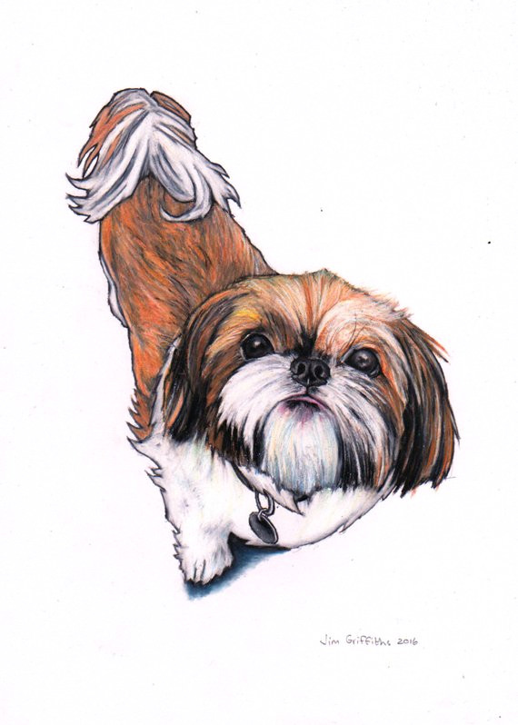 Shih Tzu Dog Drawing Shih Tzu Art Print Shi Tzu Giclee Print From An original Etsy