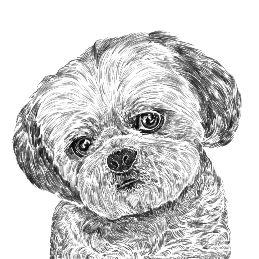 Shih Tzu Dog Drawing Shih Tzu Print by Ros Shiers Notonthehighstreet Com